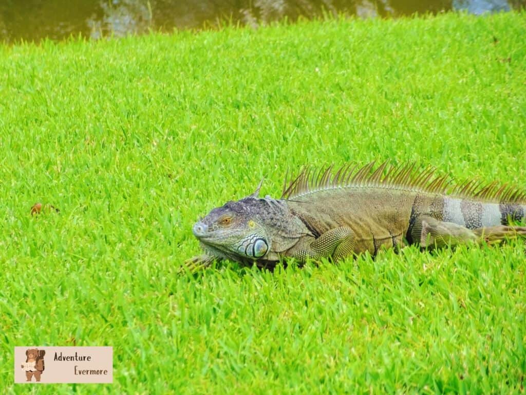 Anchorage Park is always crawling with iguanas. 