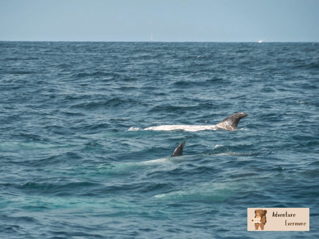 Unfortunately, Chris Monterey whale watching tours don't have a marine biologist on board. 