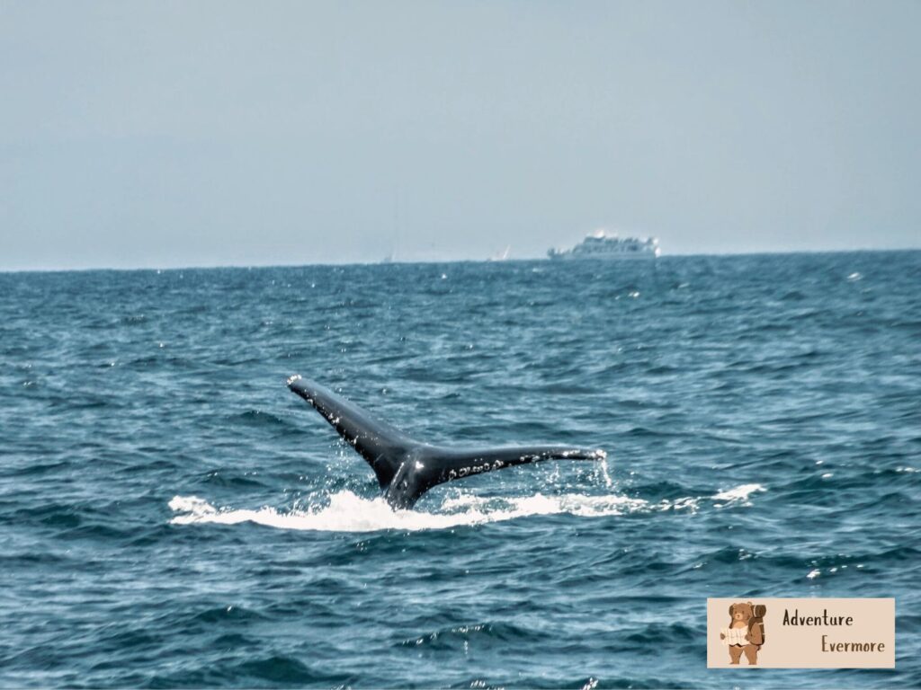 The smaller boats from the Chris whale watching tours out of Monterey Bay may cause more seasickness. 