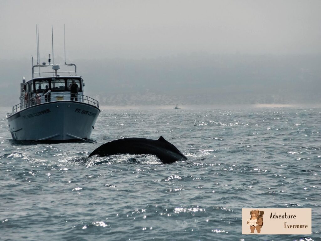 The strong engine smell on Chris' whale watching tour boat, didn't help the seasick situation. 