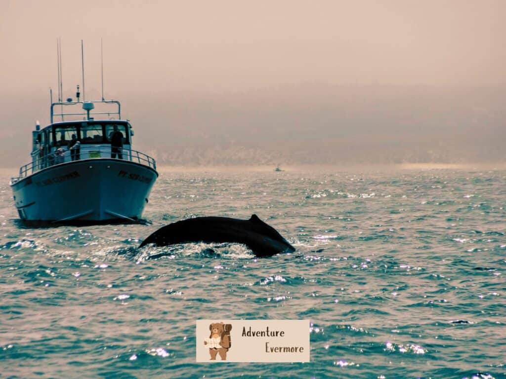 The great thing about whale watching in Monterey Bay, California is that the season is basically all year long.