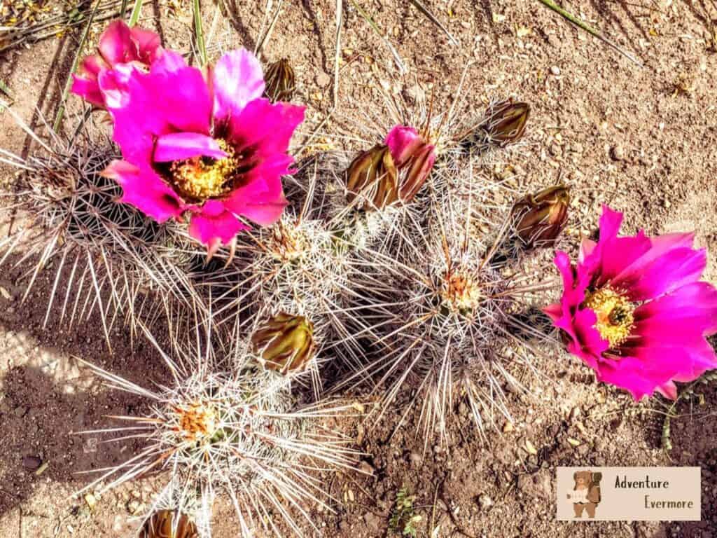 The desert has a different kind of beauty and you can see more of it at the Botanical Gardens. 