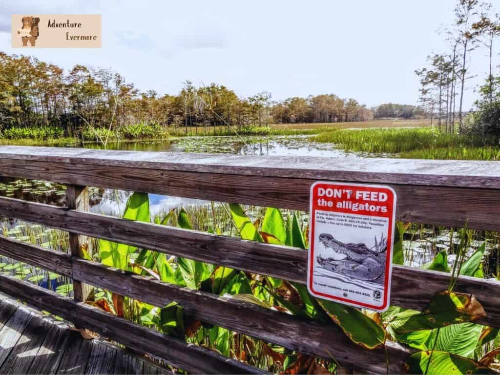 Grassy Waters Preserve is one of my favorite places to visit in Palm Beach County to try and spot alligators. 