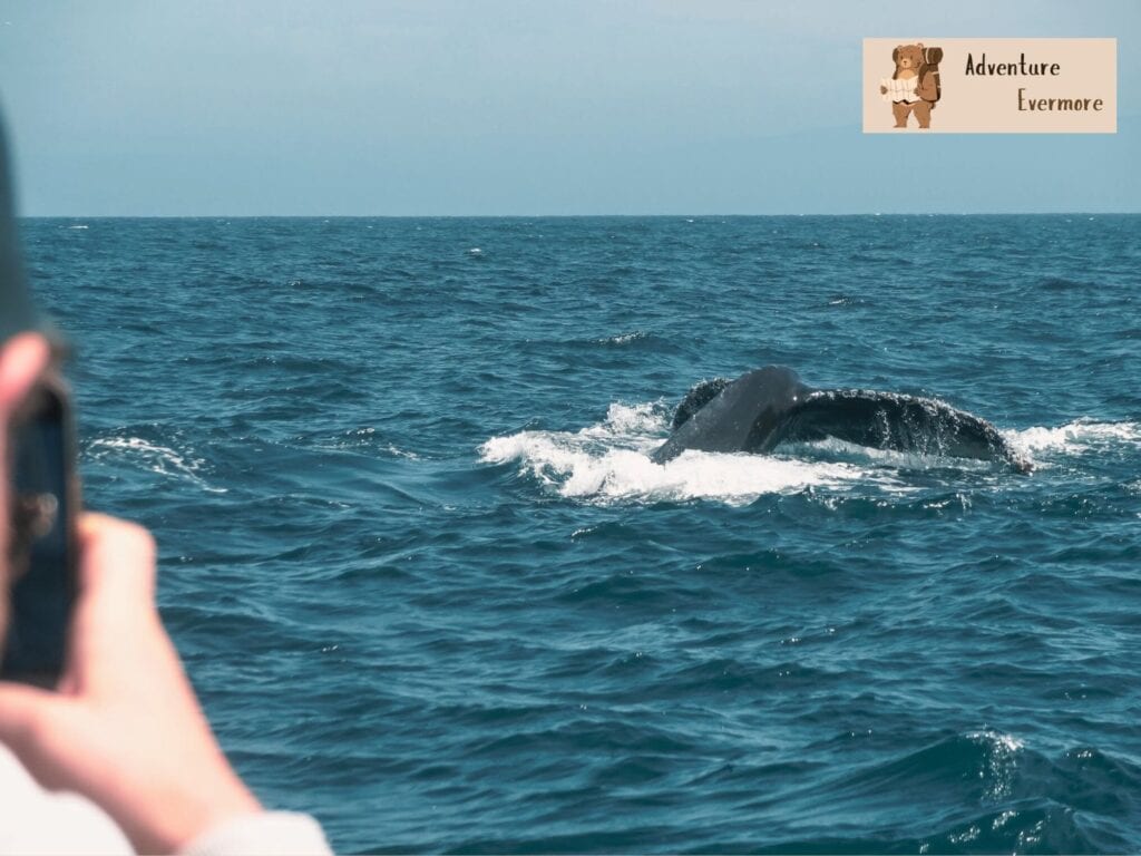 The great thing abut the Chris whale watching tour in Monterey is that they offer a guarantee of whale sightings or a rain check if there aren't any. 