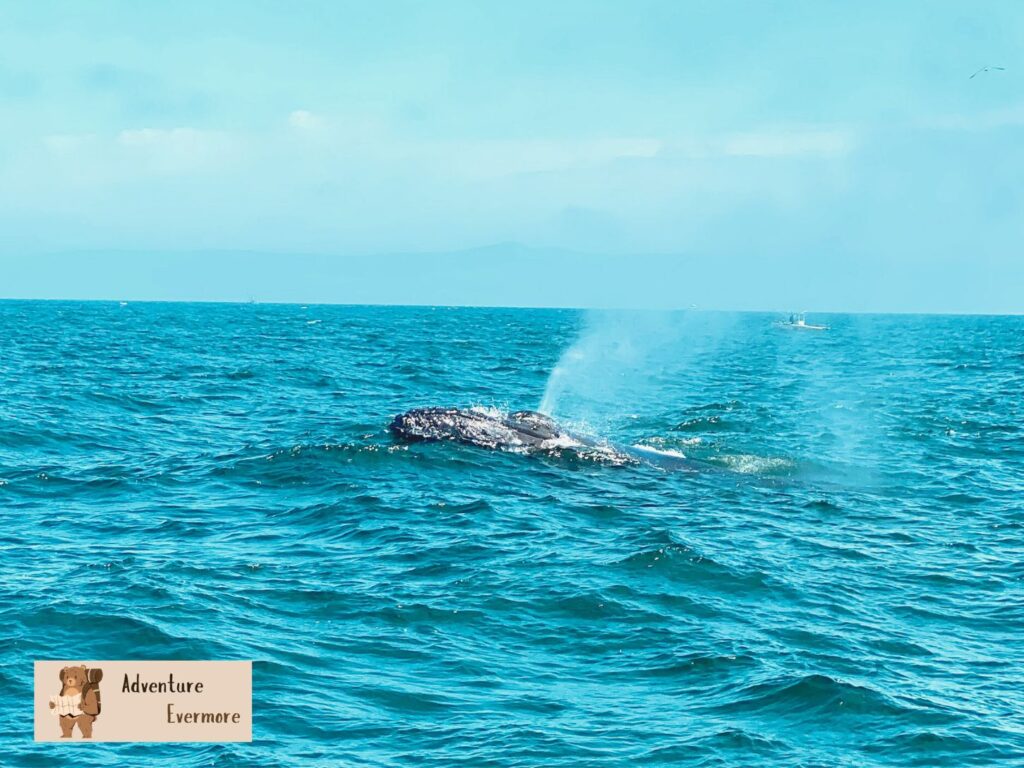 A half day whale watching tour out of Monterey Bay is the perfect amount of time to spot marinelife but not get too wobbly from the rough sea. 