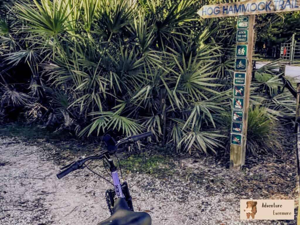 I love to bike the Hog Hammock trail because its a very different Florida environment. 