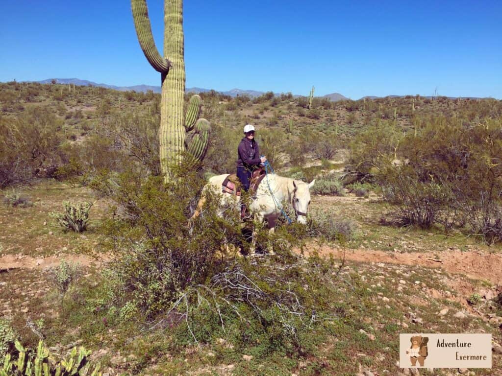 Horseback riding is one of the best outdoor activities to experience in Scottsdale, Arizona because of its unique desert landscape. 