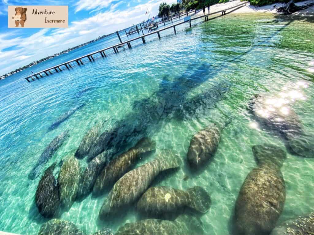 The Manatee Lagoon is one of the coolest things to see in Palm Beach County when it's cold out, and it's completely free to visit. 
