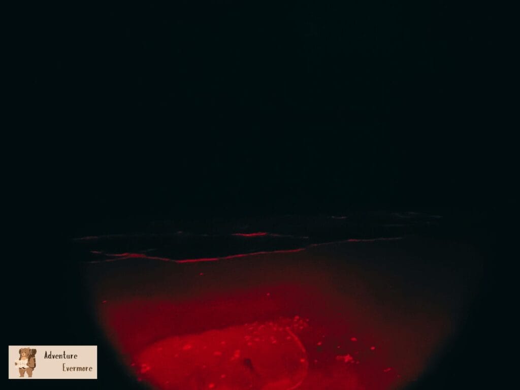 It's fun to search for Sea Turtles at night but remember not to disturb them in anyway. 