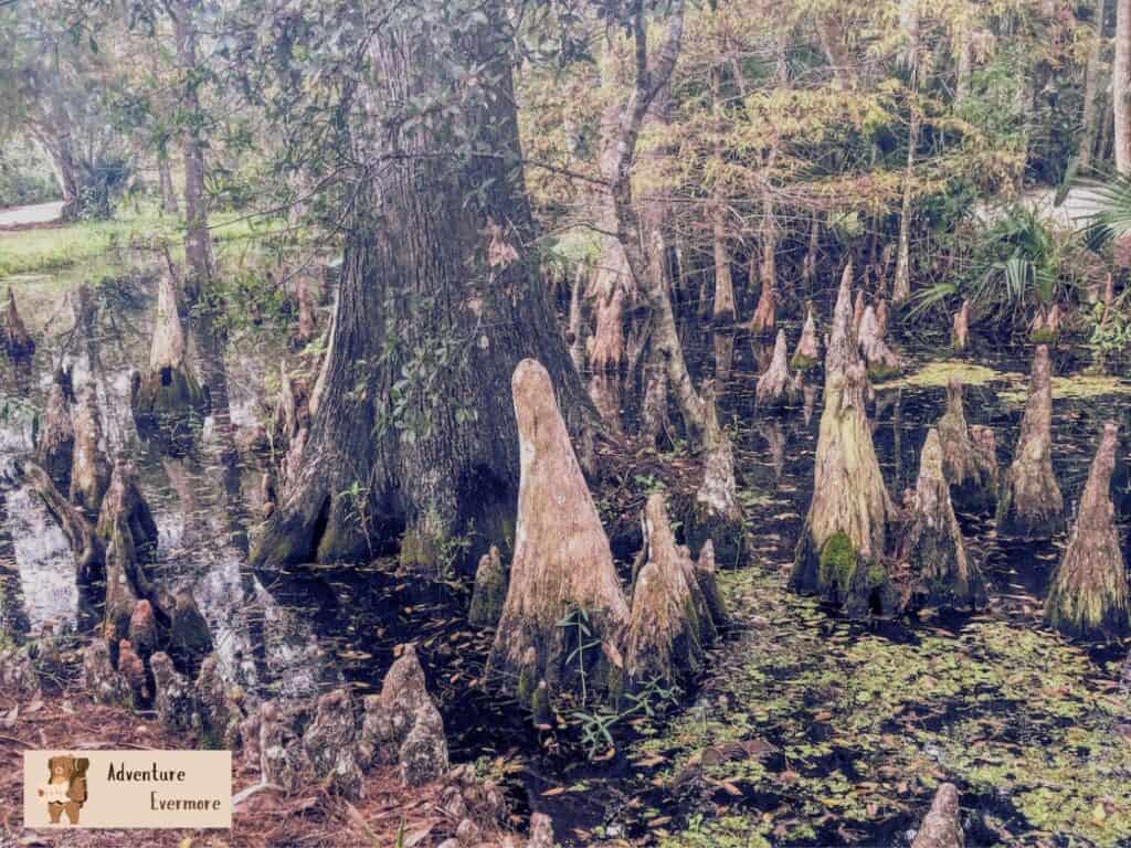 Riverbend is a unique park to visit in northern Palm Beach County with lots of trails, rental options, and historical sites, plus its completely free. 
