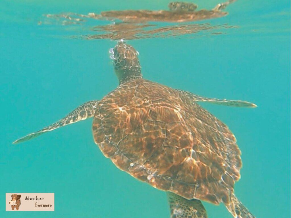 Singer Island is one of the best beaches to visit in Palm Beach County, especially when its high tide and the turtles are swimming around, plus it's completely free, parking and all. 