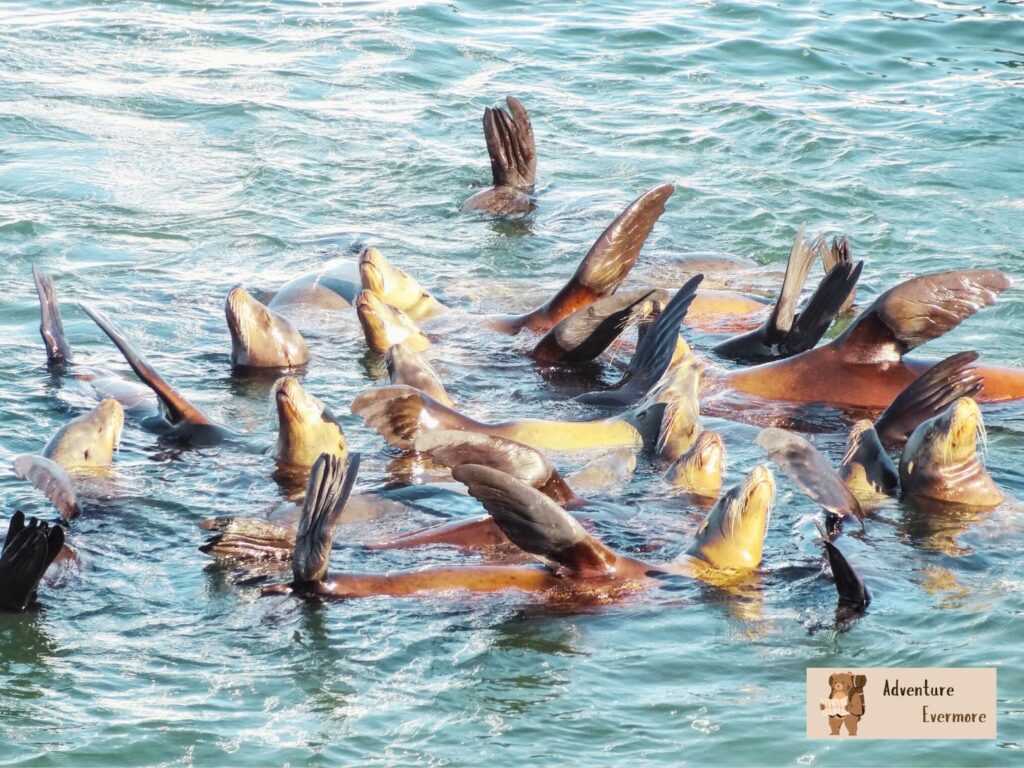The staff was always friendly and helpful in spotting marinelife on the trip.