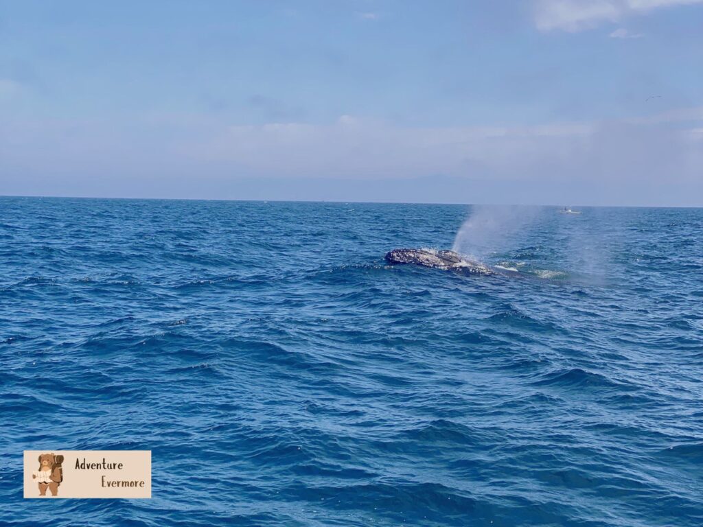 Listen for the whales blowhole to know when they're about to dive back down.