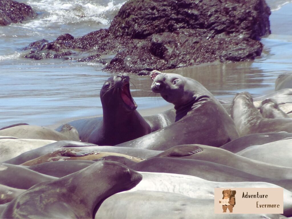 Elephant Seals can be seen from shore, just south of Monterey and Big Sur.