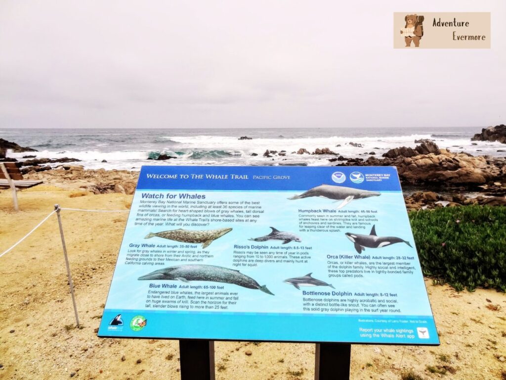 Humpback whales have one of the longest seasons in Monterey. 
