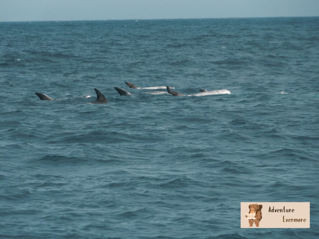 The whale watching season for orcas is technically anytime in Monterey Bay, California. 
