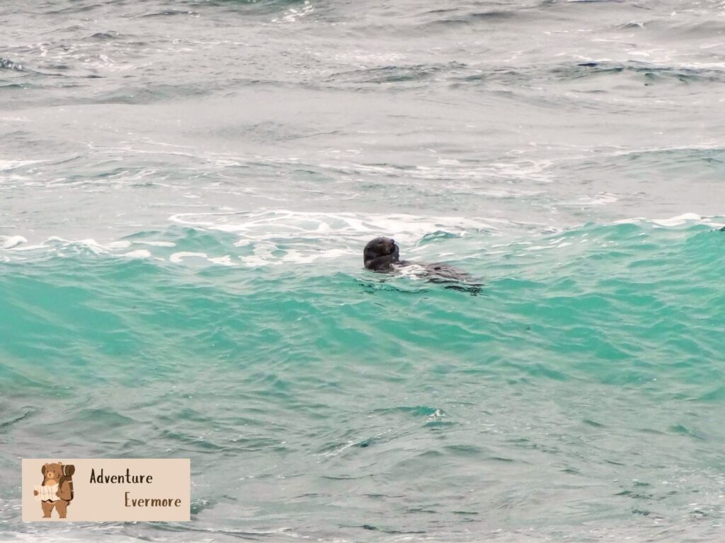 Whales are awesome, but there is lots of other marinelife in Monterey Bay too.