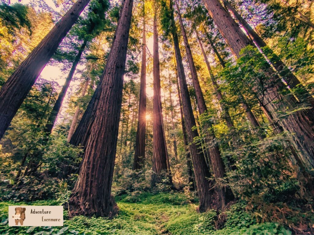 Since the redwoods surround the San Francisco area, visiting them on one of the small group tours is a must in this city. 