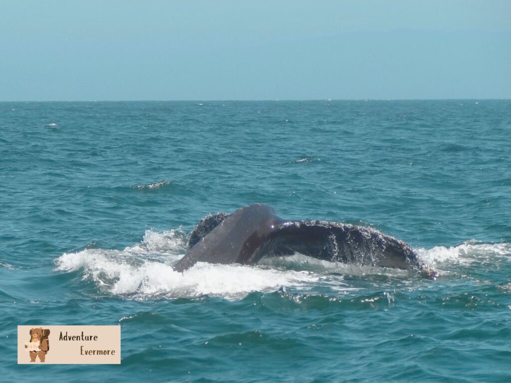 Whale watching season for Gray whales happens twice a year in Monterey Bay, California.