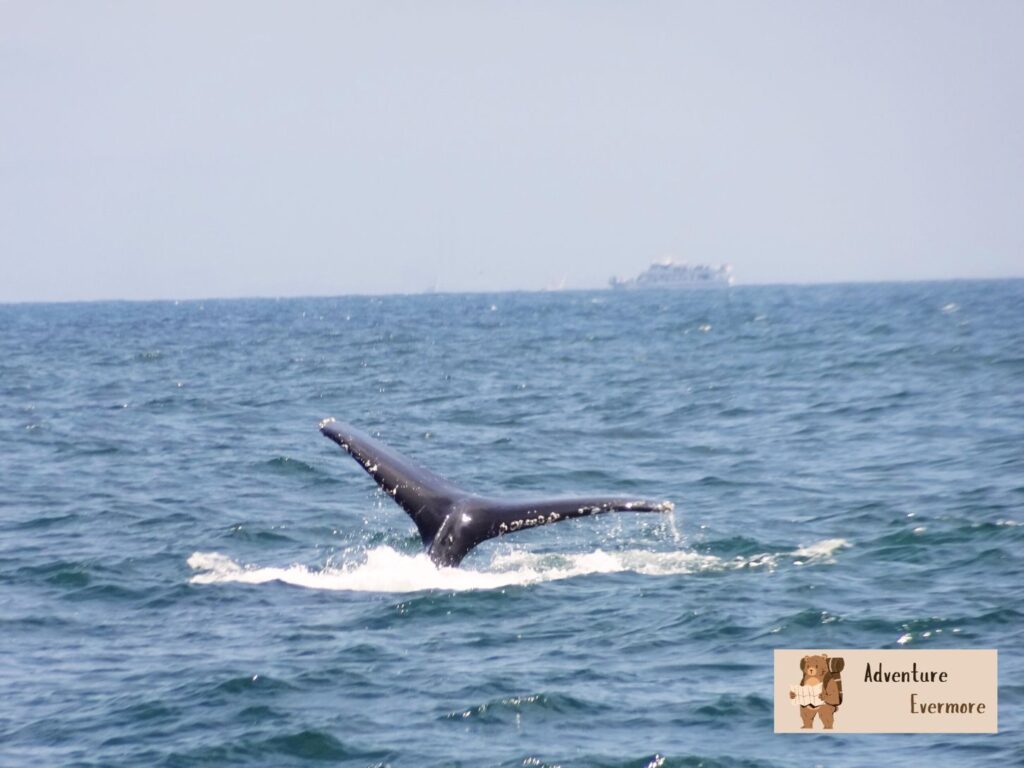 When certain whales will be in Monterey Bay depends on the time of year and the sea conditions. 
