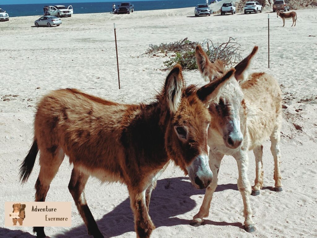 The tour experience with Good Trips Baja was beyond fantastic and I highly recommend them.