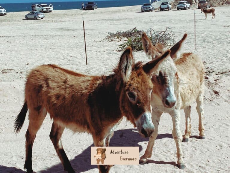 Cabo, Mexico is a fantastic place to see all different kinds of wildlife and marine life.