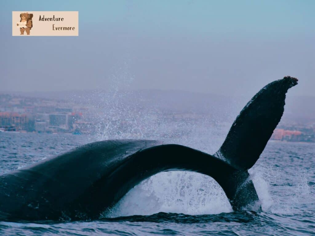 The amount of marine life in Baja California is incredible.