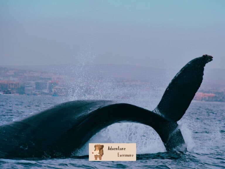Whale Watching season in Cabo San Lucas, Mexico is very specific, with increased chances during certain months of the year.