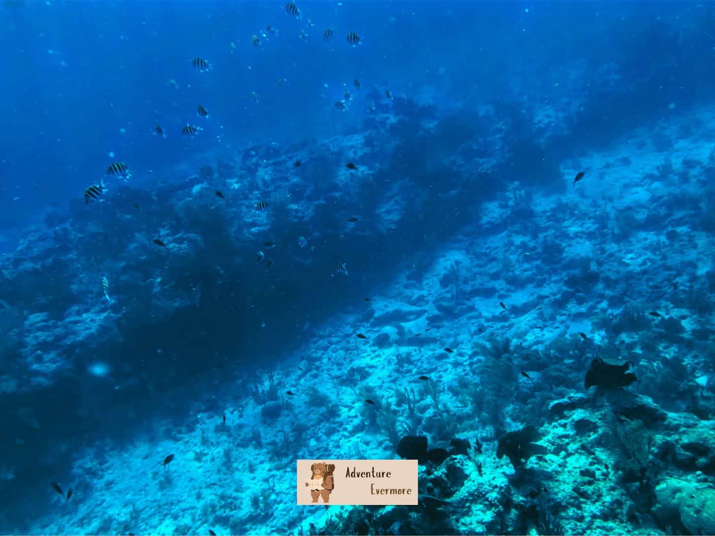 The snorkeling at the Coral Reef in Key West, Florida is amazing.