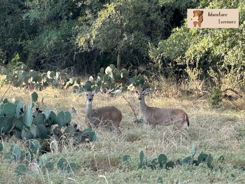 Fort Richardson State Park in Jacksboro, Tx is a pretty easy park to get to from the nearby areas of Fort Worth and Dallas.