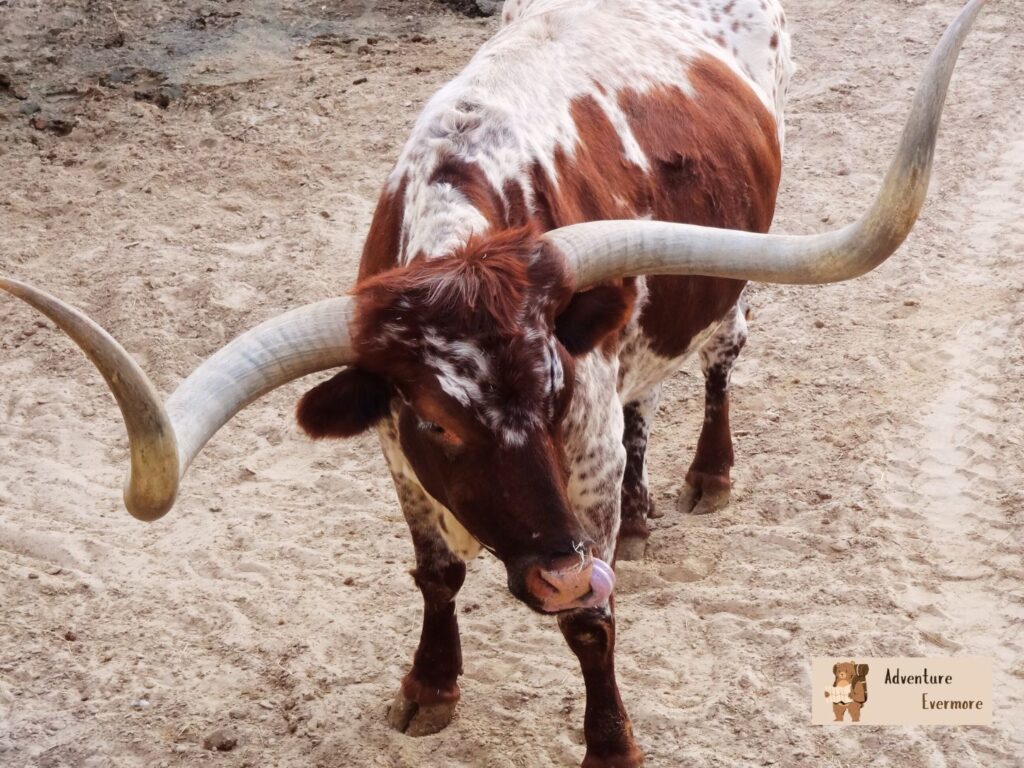 I think the best time to visit Fort Worth, Texas is in the winter even though it can be colder and more crowded.