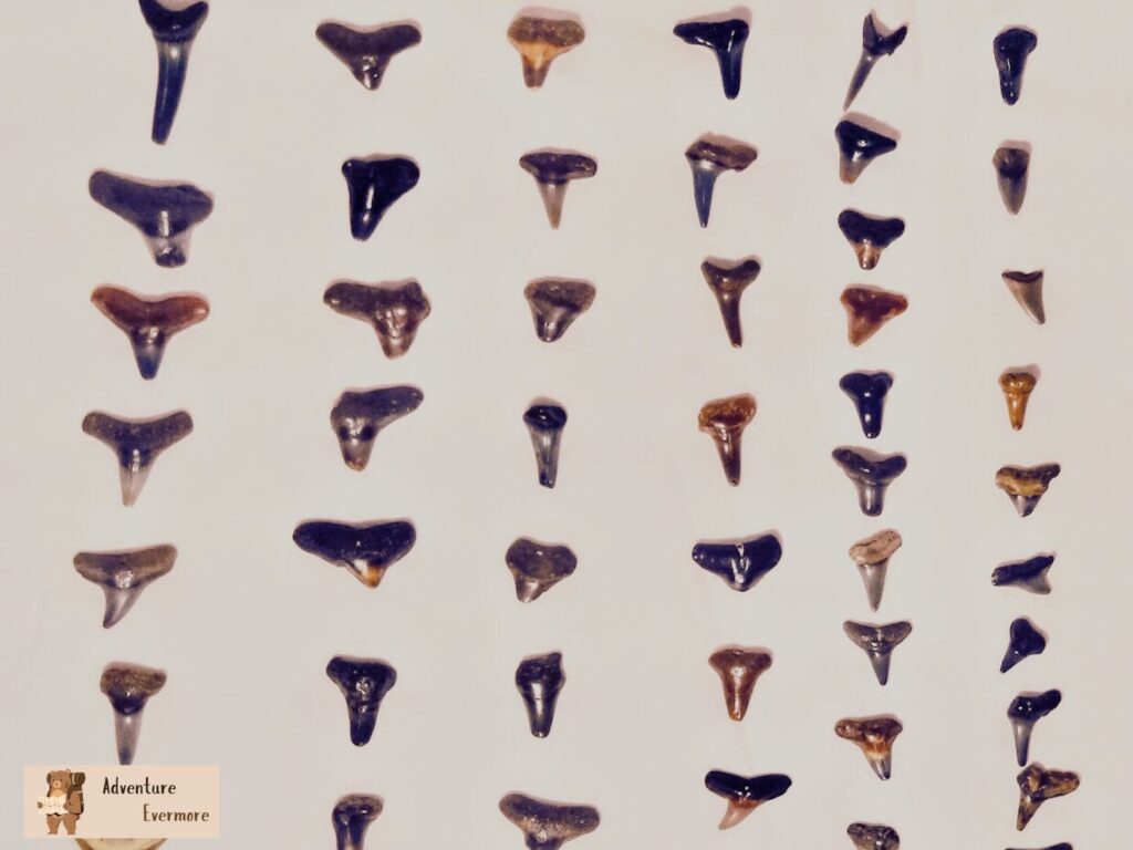 There are so many different kinds of teeth you can find here.