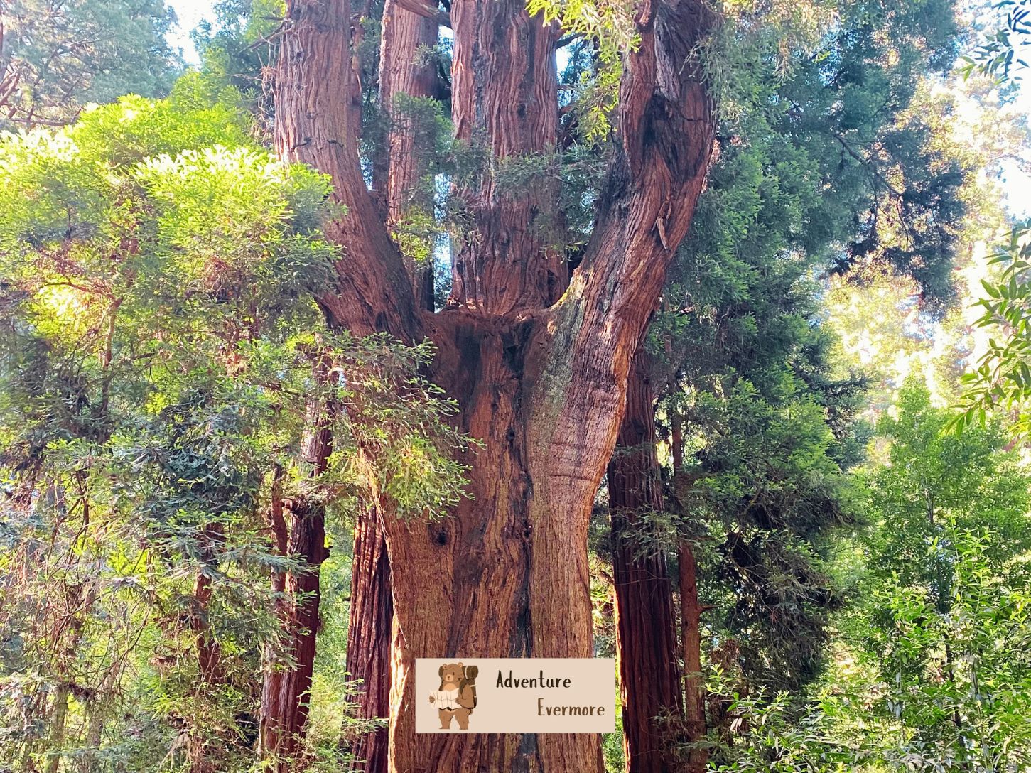 There are a few places where you can see the redwoods near Santa Cruz, Ca.