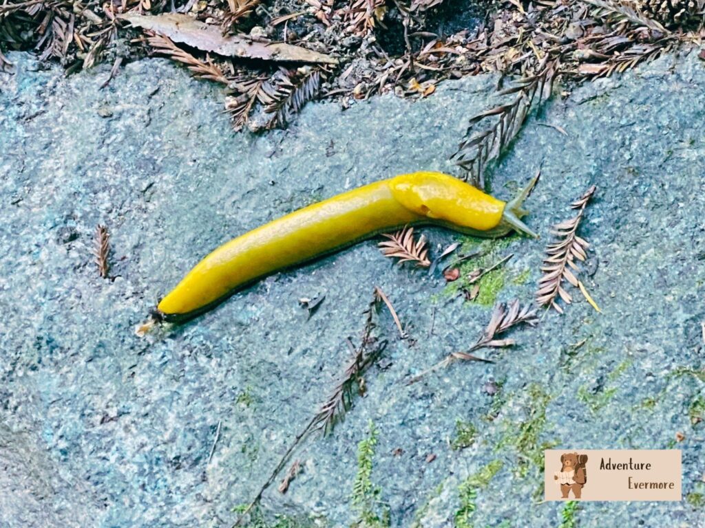 This area is famous for its banana slugs. 