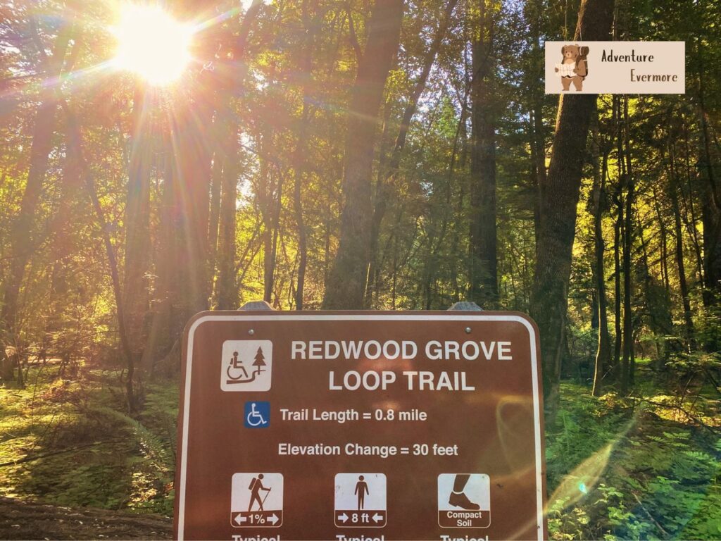The Redwood Grove Loop Trail is the easiest and quickest way to see them. 
