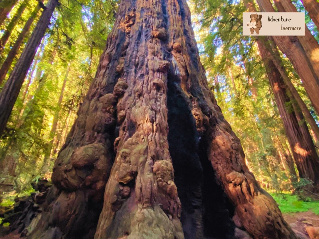 There are some really cool trees in this park. 
