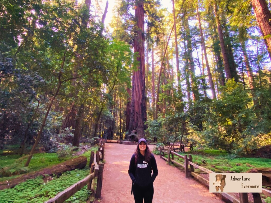 You can get some really great photos and views of the Redwoods at this park and it's so near to Santa Cruz, Ca so it's the perfect stop. 