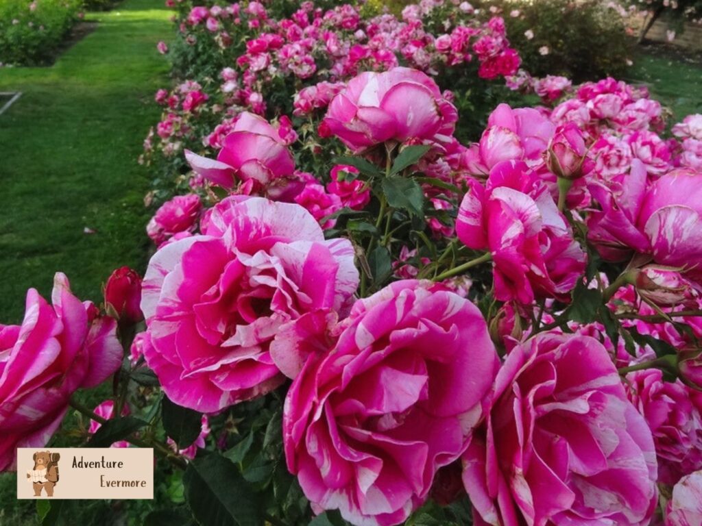 Santa Cruz is located pretty close to San Jose, California and one of the things this area is most known for is its beautiful rose garden. 