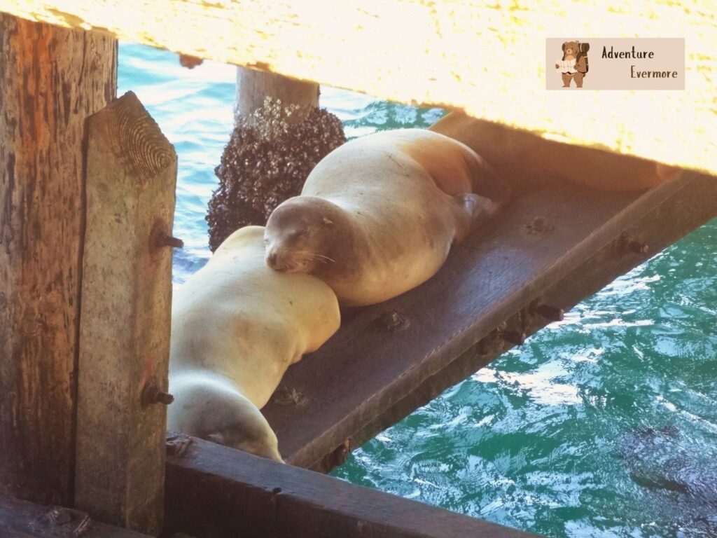 Seals like to hang around the wharf. 