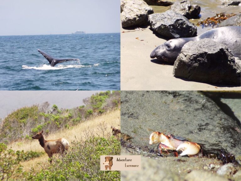 There is so much amazing wildlife in the Monterey Bay, California area.