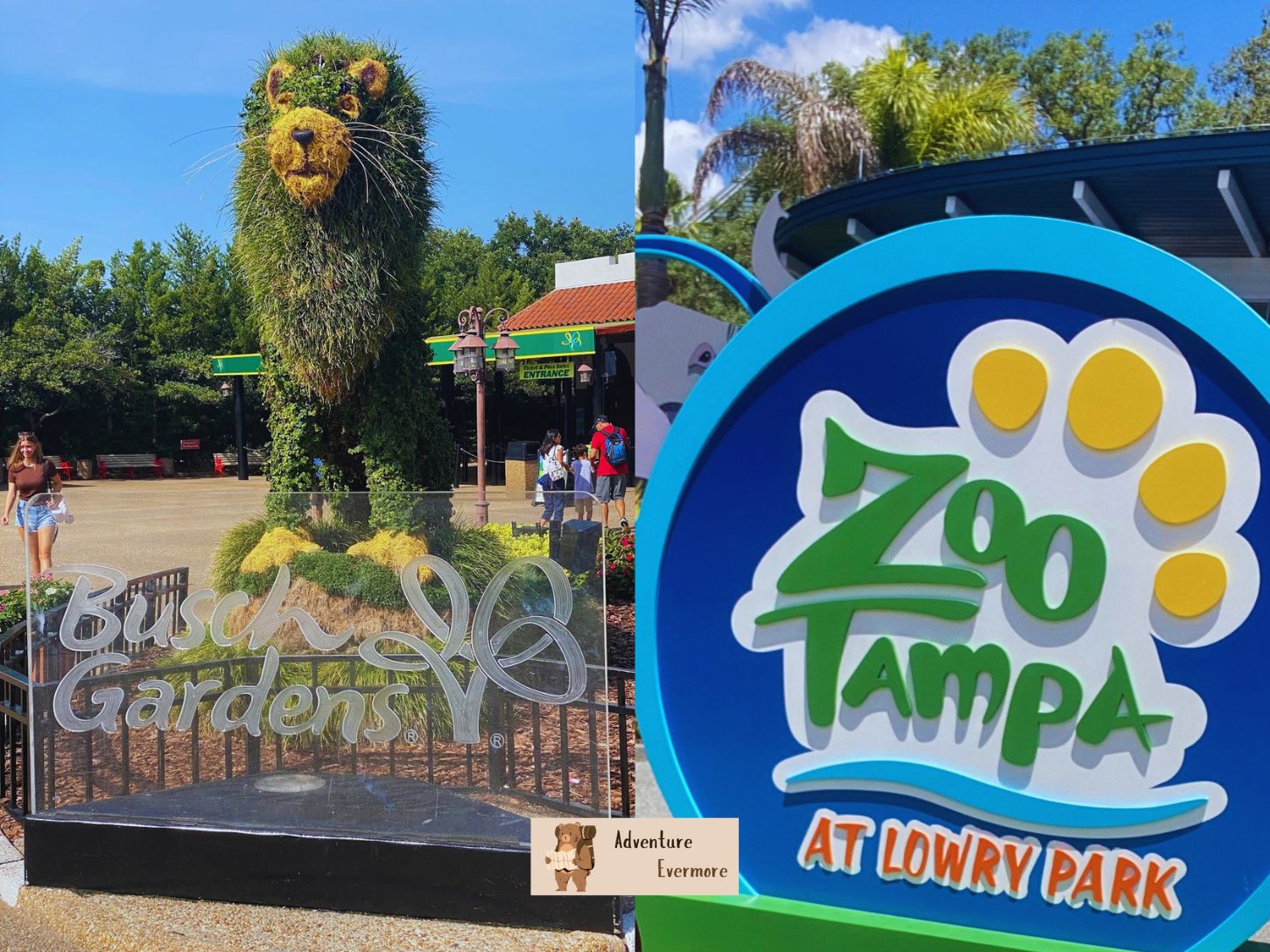 Here is more info on Busch Gardens vs Tampa Zoo to help you decide which to visit.