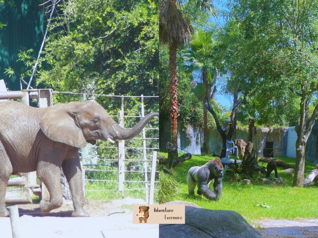 Both are fun places to visit in this part of central Florida so it just depends on how much time you have and how much you want to spend. 