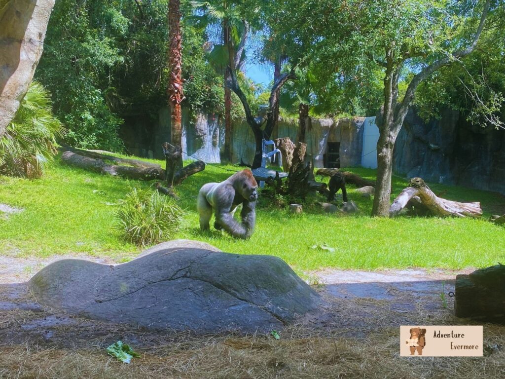 You might want to visit Busch Gardens over Disney World because of the cost and size difference. 