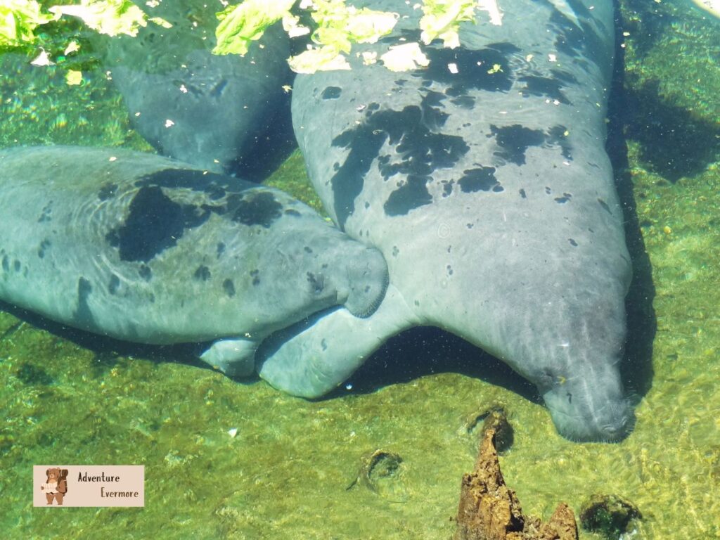 There is a special manatee area here where they help injured manatees. 